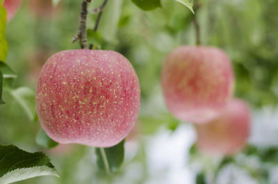 Close-up of fruits on tree