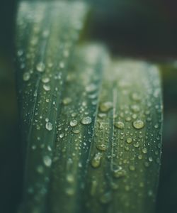 Close-up of raindrops on plant