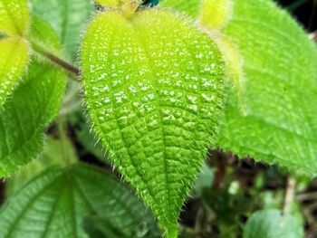 Close-up of fresh green plant