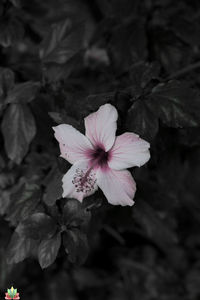 Close-up of flower blooming outdoors