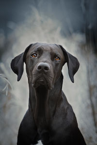 Close-up portrait of dog