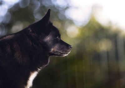 Close-up of dog against sky