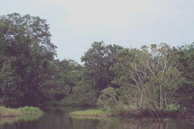 Trees by lake in forest against sky