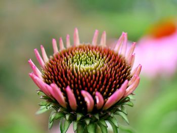 Close-up of pink flowers