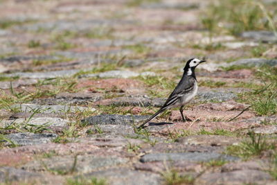 Bird perching on a field