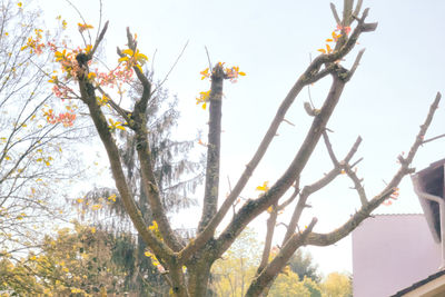 Low angle view of flower tree against sky