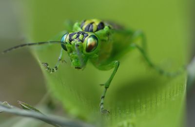 Close-up of frog on leaf