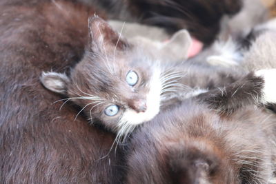 Close-up portrait of cat lying down