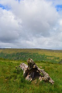 Driftwood on field against sky