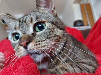 Close-up portrait of a cat