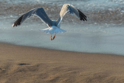 Seagulls flying over beach