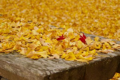 High angle view of yellow flowering plants on wood