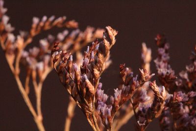 Close-up of plants