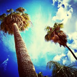 Low angle view of trees against blue sky