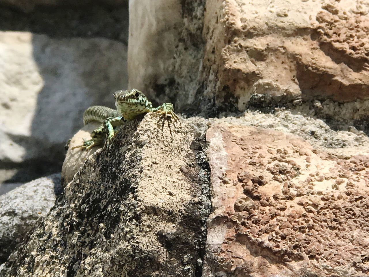 CLOSE-UP OF A LIZARD