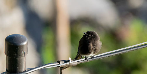 Close-up of bird, a black phoebe, perching on a wire