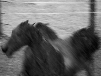 Blurred motion of dog running