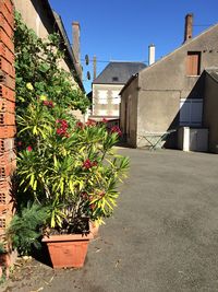 Plants outside house against sky