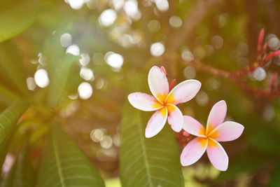 Close-up of frangipani blooming on tree