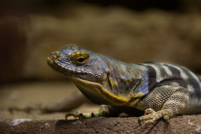 Close-up of lizard on rock