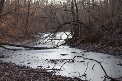 Bare trees in forest during winter