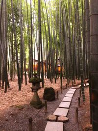 Panoramic shot of trees