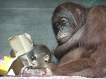 Low angle view of orangutan with infant relaxing against wall at zoo