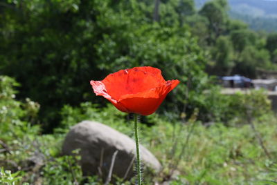 Close-up of red poppy flower on field