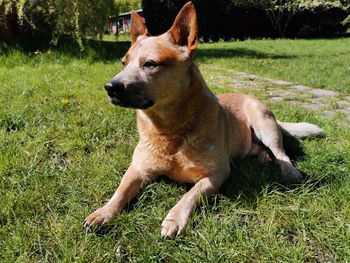 Dog looking away on field