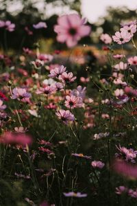 Close-up of pink flowers blooming outdoors