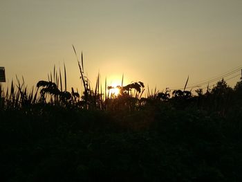 Silhouette plants on field against sky during sunset