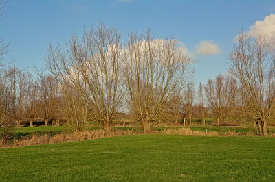 Bare trees on field against sky