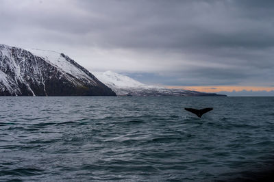 A whale swimming in northern ocean in iceland