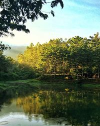 Trees growing on landscape