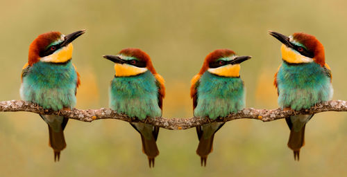 Close-up of birds perching on branch