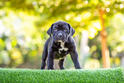 Portrait of a dog