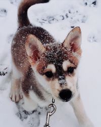 Portrait of dog in snow