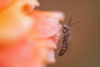 Close-up of insect on hand