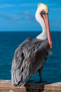 Close-up of pelican perching on sea