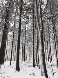 Trees in forest during winter