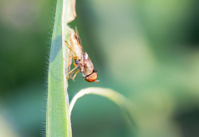 Close-up of insect on leaf