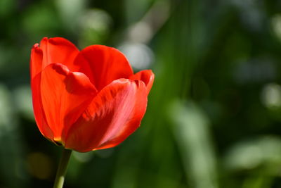 Close-up of red tulip