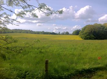 Scenic view of field against sky