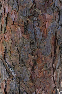 Full frame shot of tree trunk