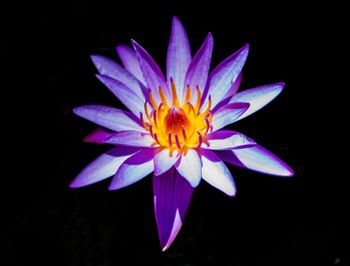 Close-up of flower against black background