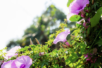 Close-up of pink flowering plant