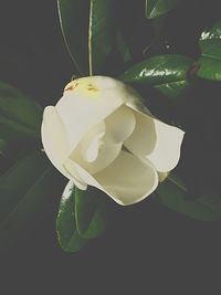 Close-up of white flowers