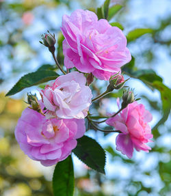 Close-up of pink flowers blooming outdoors