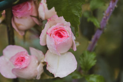 Close-up of pink rose flower