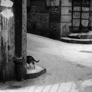 Cat relaxing in a city
